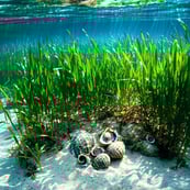Picture of oysters and sea grass both helping the environment