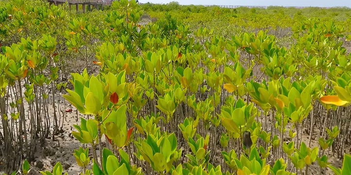 mangroves-DBC