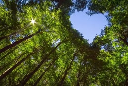 view up of trees and sky